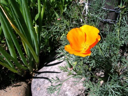 Golden poppy blooming in garden