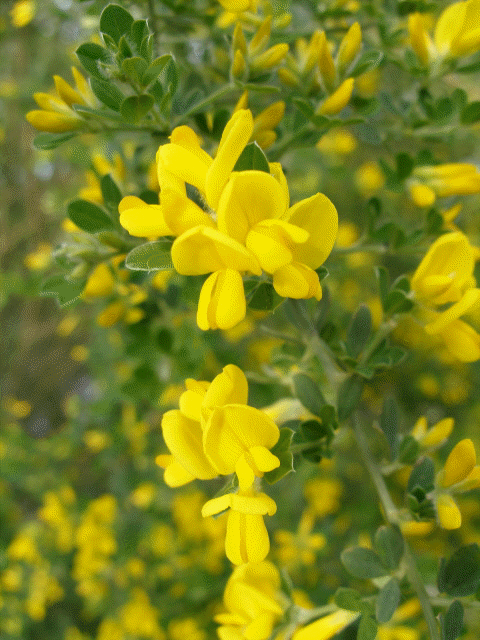 Scotch Broom in bloom